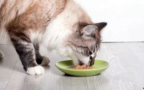 猫和老婆吃大瓜视频大全,大瓜视频大全趣味盘点