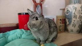 猎奇兔子吃瓜的催眠视频,揭秘神秘催眠视频背后的奇幻世界