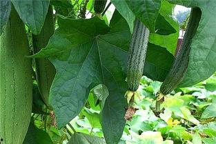 水瓜有小鸟吃吗视频,共舞自然和谐景