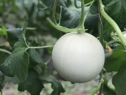 巅峰时期吃瓜视频,揭秘娱乐圈幕后风云