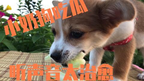 狗狗吃瓜会中毒么视频讲解,视频讲解带你了解真相